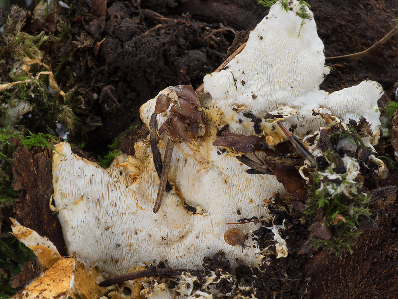 Loweomyces wynneae